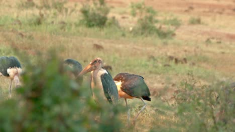 reunión de cigüeñas marabú en el parque nacional de tsavo west en kenia