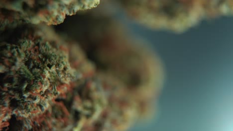 A-vertical-macro-cinematic-detailed-shot-of-a-cannabis-plant,-orange-hybrid-strains,-Indica-and-sativa-,-green-marijuana-flower,-on-a-360-rotating-stand,-4K-video,-studio-lighting