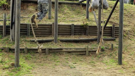 soldado militar subiendo la cuerda durante un curso de obstáculos