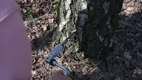 birch water healthy juice from sap tree, male showing a process of extracting the liquid from plant in the nature