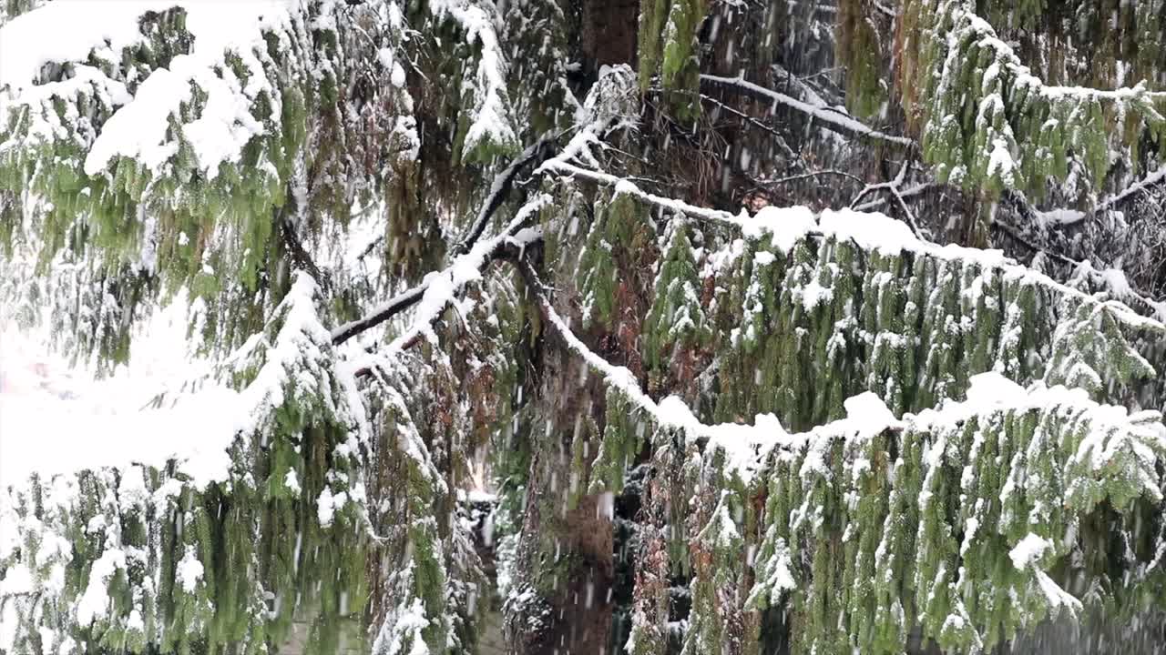 primer plano de una tormenta de nieve, escamas blancas sobre un fondo verde