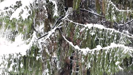 Closeup-of-snowstorm,-white-flakes-on-a-green-background