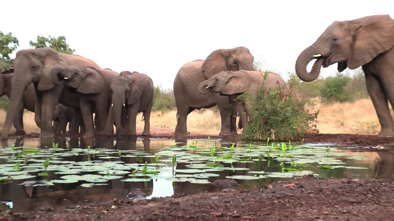 Zoom out from a tiny baby African elephant to the whole herd drinking at a waterhole, Greater Kruger.