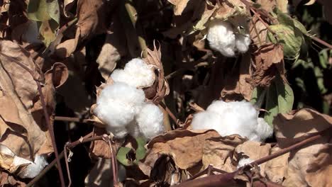 primer plano de la fruta del algodón en california, ee.uu.