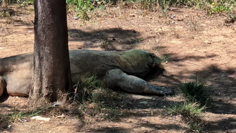 komodo dragon resting under the shades of tree