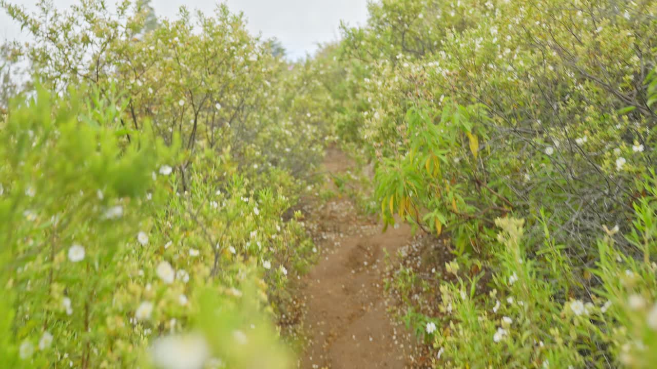 caminando por un sendero rodeado de plantas altas con flores blancas, tiro de pov de mano