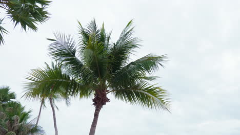 Las-Hojas-De-Los-Cocoteros-Se-Mecen-Con-La-Suave-Brisa,-Con-El-Cielo-Azul-Como-Fondo.