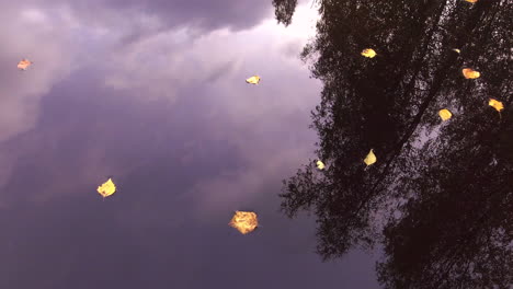 slowly rotating video of yellow birch leaves floating and flowing in a river