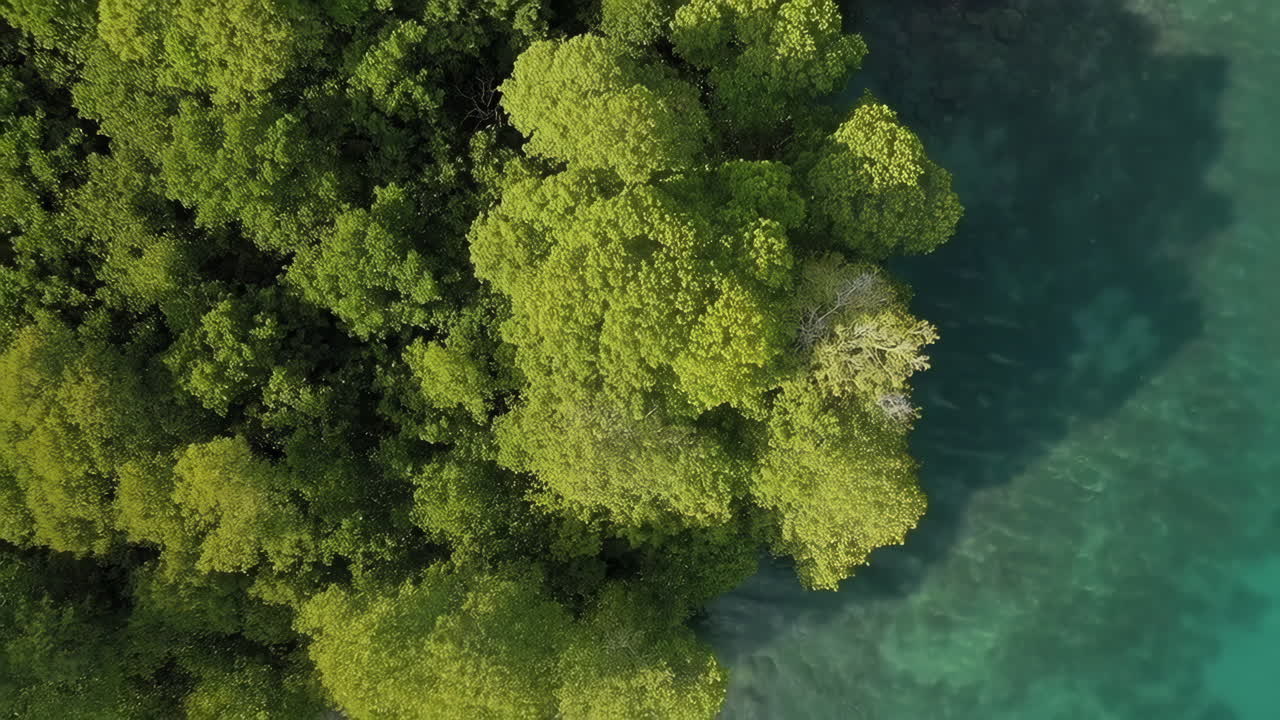 Aerial View of Lush Green Forest Next to Clear Turquoise Water