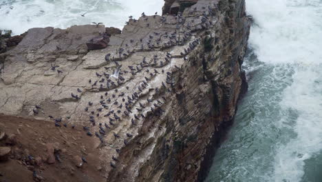 a flock of birds resting on a rocky cliff off the coast of mirador miguel grau, chorrillos, lima, peru