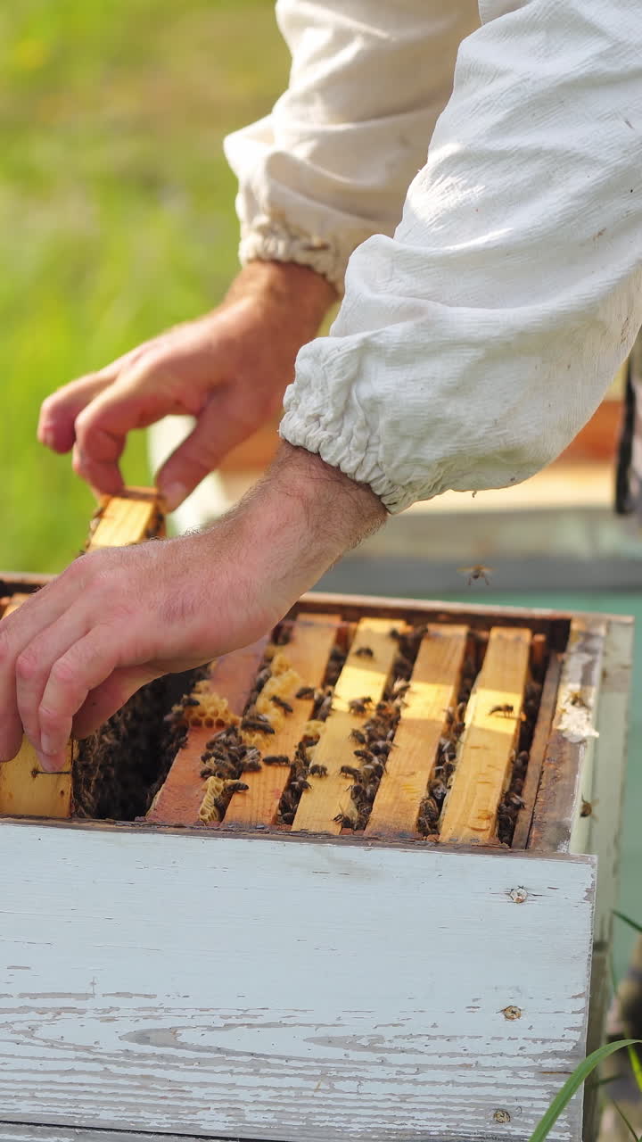 Beerkeeper collects honey on apiary. Selective focus on working unrecognizible beekeeper in protective hat. Colorful hives at apiary. Vertical video