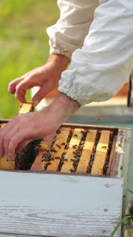 beerkeeper collects honey on apiary. selective focus on working unrecognizible beekeeper in protective hat. colorful hives at apiary. vertical video