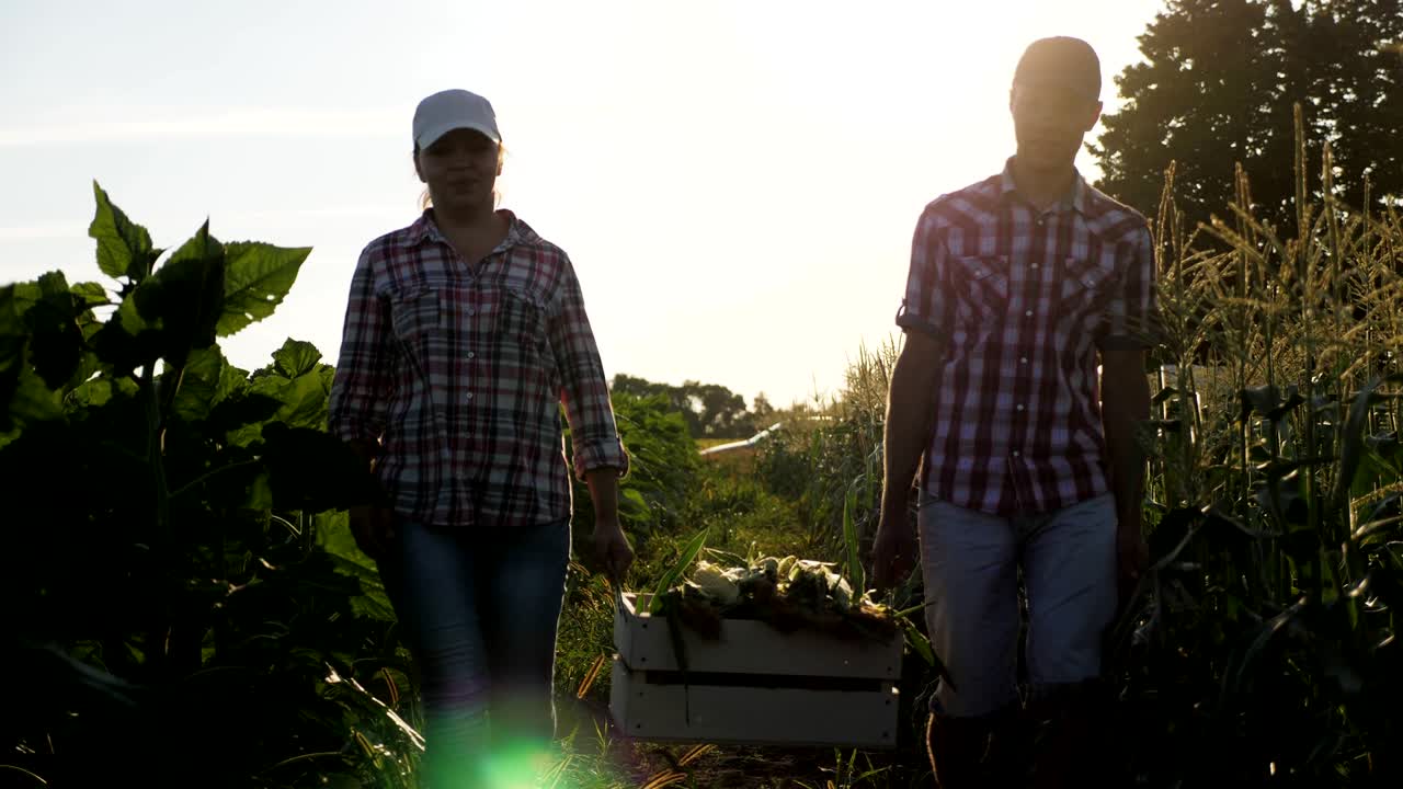 dos agricultores llevan maíz en una caja de madera al atardecer