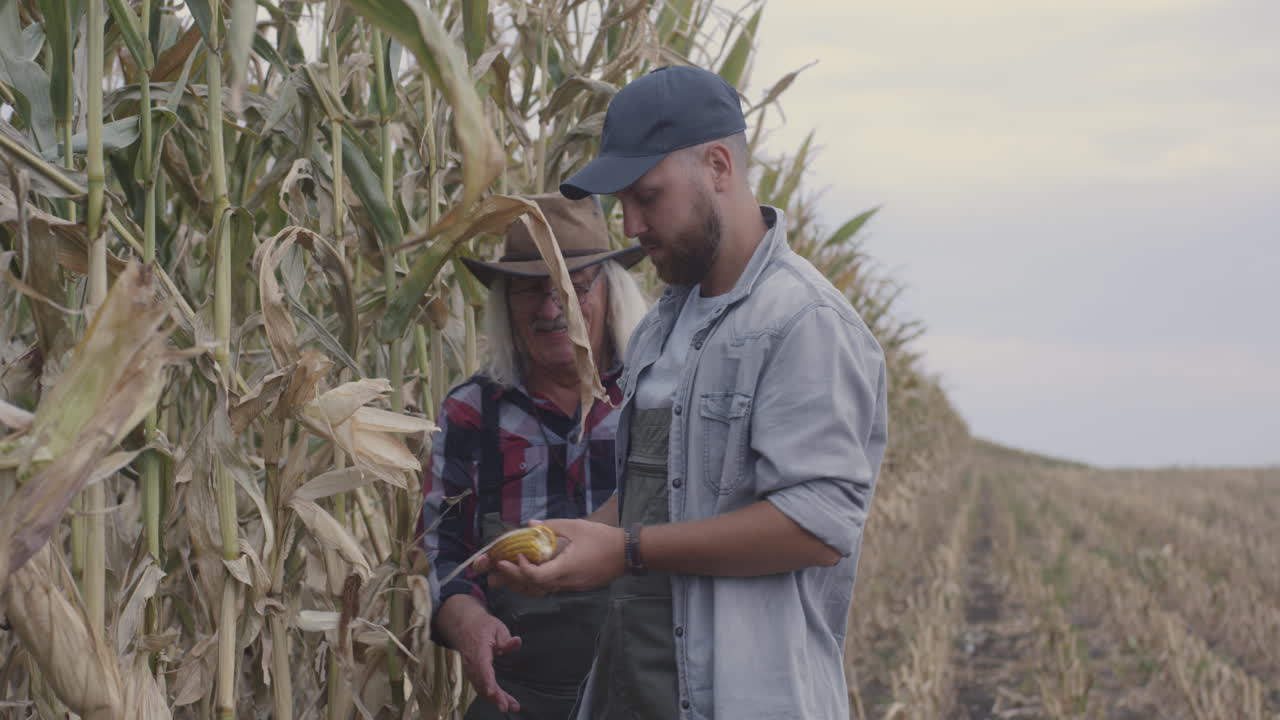 agricultores inspeccionando la cosecha de maíz