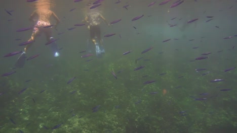 Underwater-view-of-people-snorkeling-amidst-school-of-small-tropical-fish,-Hawaii