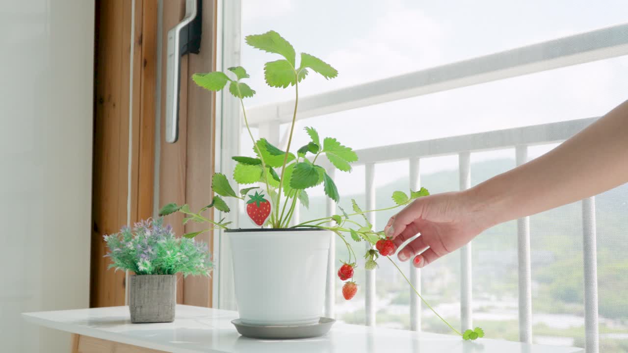 실내 냄비에 있는 딸기 식물을 만지는 손 - 와이드 샷