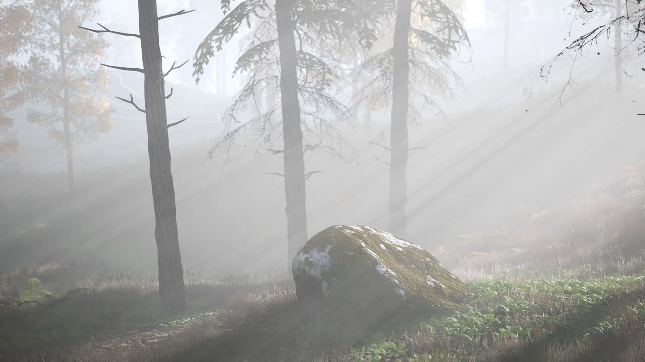 산 속 의 밝은 이른 아침 숲