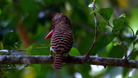 camera zooms in while seen from its back opening its crest, banded kingfisher lacedo pulchella, female, thailand