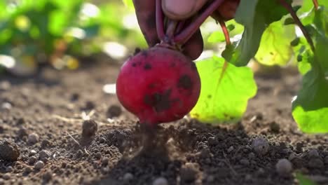 harvesting fresh radishes: a close-up look at the careful process of uprooting delicious roots from rich, fertile soil in a garden environment