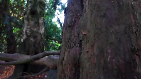 Slow-moving-show-across-close-tree-trunk-to-revel-trees-on-background-autumn-fall-colours