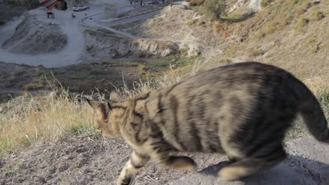 Katze-Läuft-über-Eine-Mauer