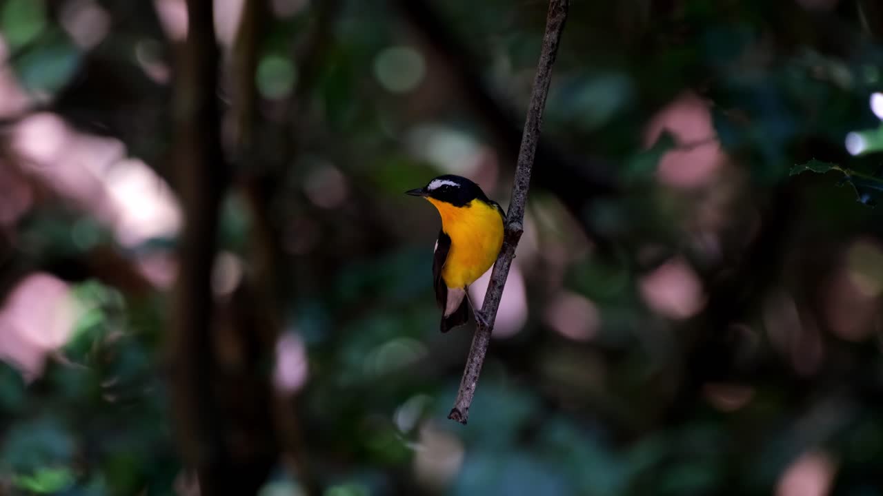 visto posado en una ramita colgante mirando a su alrededor y volando, papamoscas de rabadilla amarilla ficedula zanthopygia, parque nacional kaeng krachan, tailandia