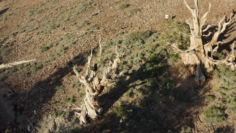 una vista de pájaro de los cronometradores de la naturaleza: los antiguos pinos de bristlecone
