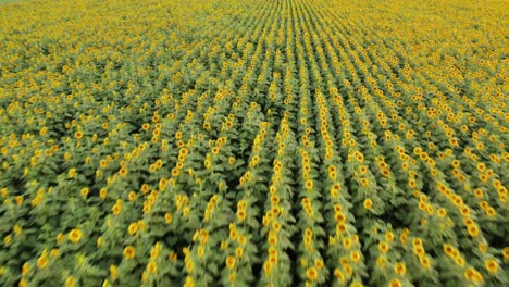 Fliegen-In-Der-Nähe-Der-Sonnenblumen-In-Einem-Großen-Feld