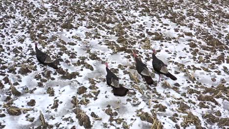 wild turkeys walking in winter field super slomo