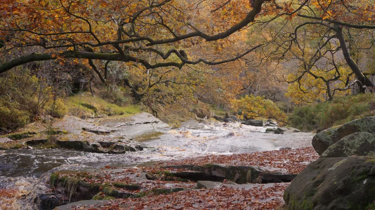 tranquilo, tranquilizador bosque de otoño e invierno, un tranquilo arroyo a lo largo de la orilla del río, robles dorados y hojas de bronce caídas