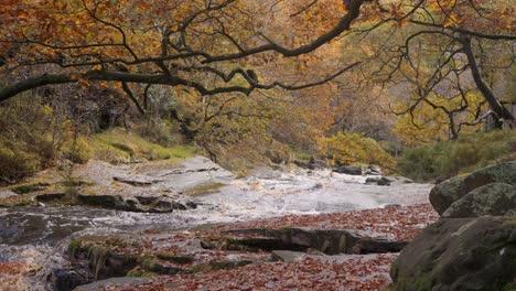 calm, soothing autumn and winter forest, a tranquil stream along the riverbank, golden oak trees, and fallen bronze leaves