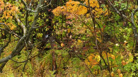 camera capturing the beauty of a lush green forest with different variety of trees and a small active bird jumping from one branch to other