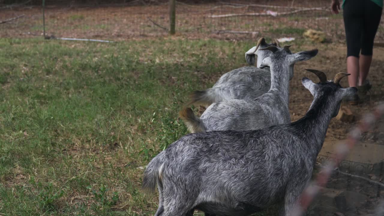 멀리 걸어가는 농부와 어린 배고픈 누비아 염소들이 그녀를 따라 들판에서 음식을 먹습니다.