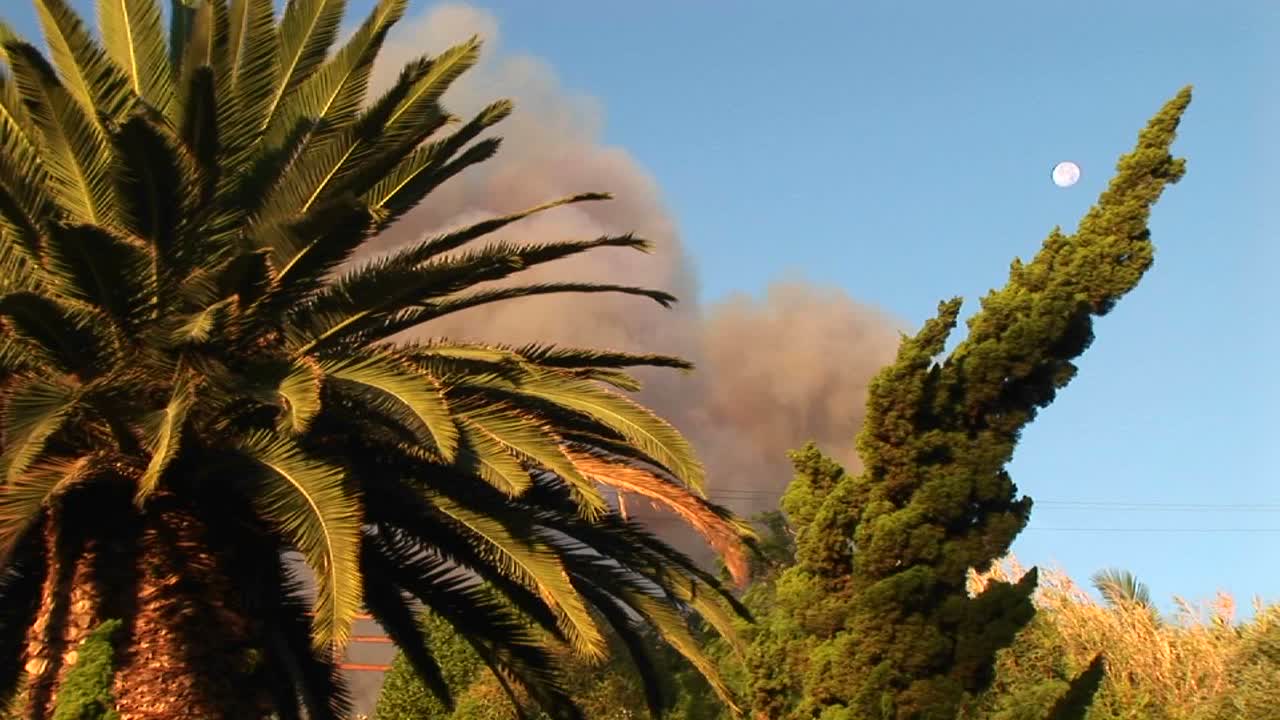 남부 캘리포니아의 산불에서 피어오르는 연기 구름 앞에 있는 나무의 근접 촬영