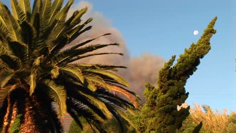 primer plano de árboles frente a una nube de humo de un incendio forestal en el sur de california