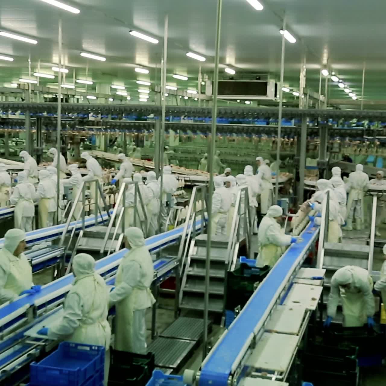 Chicken on conveyor belt