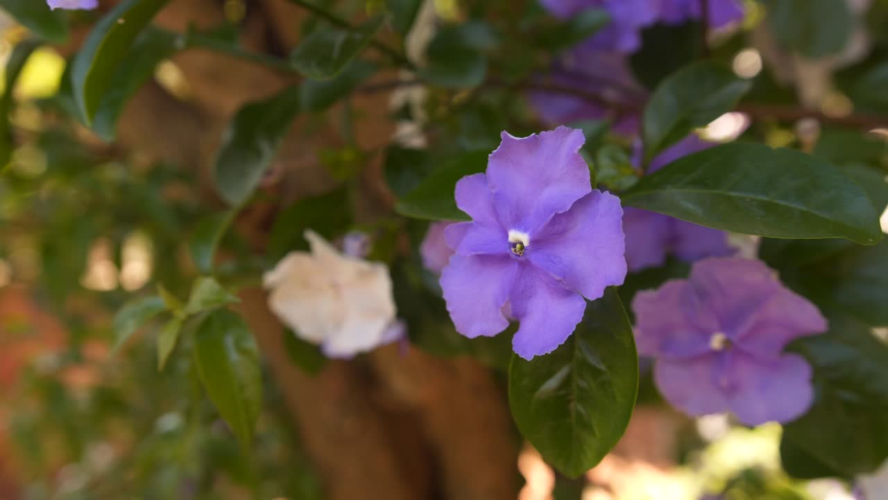 Close-up of a violet flower of a Paraguayan Jasmine. White and violet flowers, slow camera movement