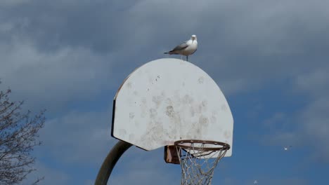 a seagull perched on a basketball hoop backboard