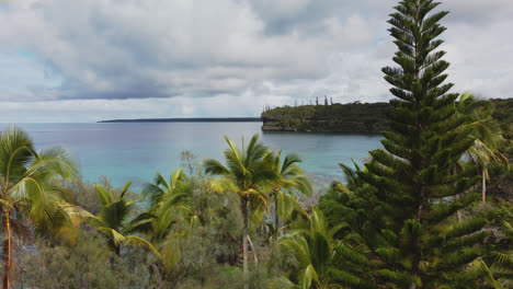 aerial rise through palm, pine trees revealing bay of jinek off lifou island