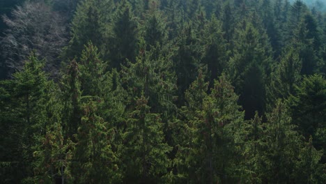 aerial shot of a forest in southern germany