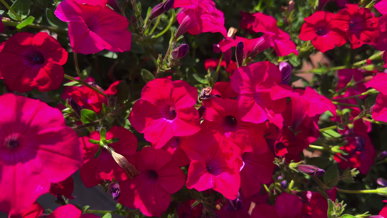 Vibrant Display of Pink Petunias Flourishing in a Sunlit Garden, Showcasing Their Lush Foliage and Bountiful Blooms, Attracting Pollinators and Enhancing Natural Beauty