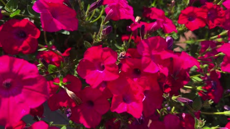 vibrant display of pink petunias flourishing in a sunlit garden, showcasing their lush foliage and bountiful blooms, attracting pollinators and enhancing natural beauty