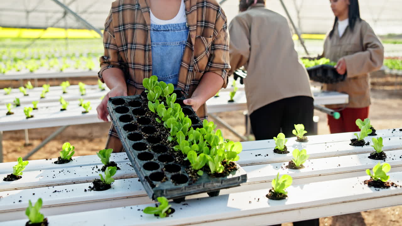 Hydroponic Lettuce Farming in a Greenhouse