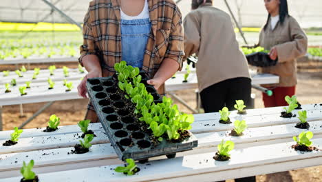 hydroponic lettuce farming in a greenhouse