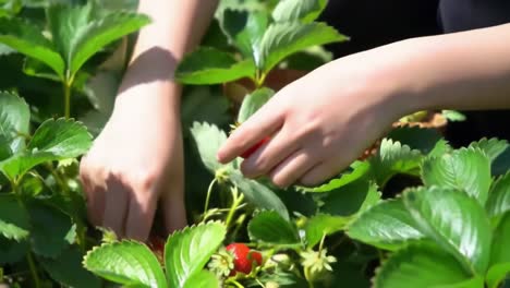 A Delightful Day of Strawberry Picking: Enjoying the Freshness of Harvesting Ripe Strawberries from the Green Fields, Cherishing Nature's Bounty and the Joy of Gardening