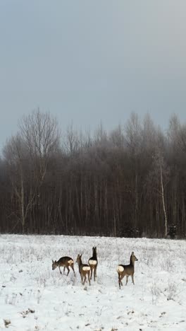 vertical aerial view of roe deer animals walking towards dense forest. winter wildlife scenery in countryside with fields covered in snow. animals in nature.