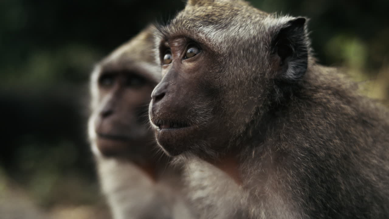 Pair of monkeys looking around in Indonesia, slow motion