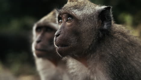 pair of monkeys looking around in indonesia, slow motion