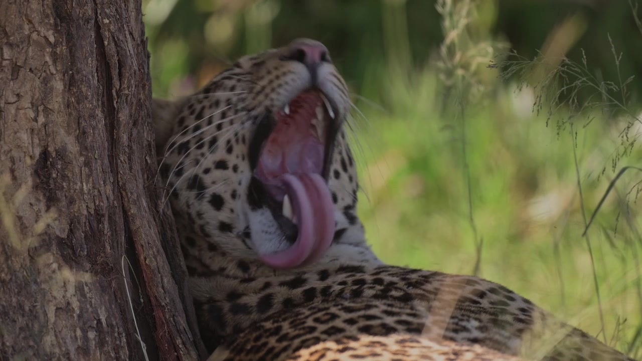 Leopard Grooming, Licking and Cleaning Itself, Predator on African Wildlife Safari in Kenya, Safari Animals in Africa