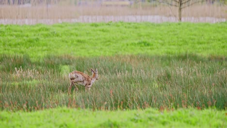 Roe-deer-doe-grazing-alone-in-grassy-field-pasture-and-looking-up